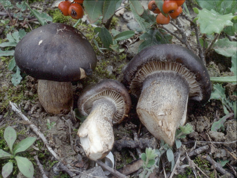 Proposta di studio di Tricholoma saponaceum